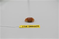 藏品(絨毛近方蟹)的圖片